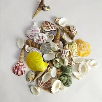 100g/punga Mix de Acvariu Plaja Nautice DIY Cochilii Mixte Vrac Seashell